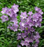 campanula persicafolia